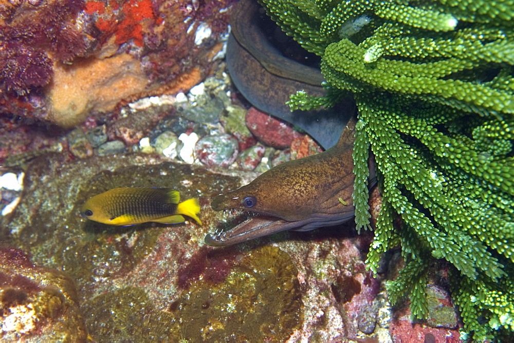 Viper moray (mulatto conger) (Enchelycore nigricans), and Saint Paul's gregory (Stegastes sanctipauli), St. Peter and St. Paul's rocks, Brazil, South America