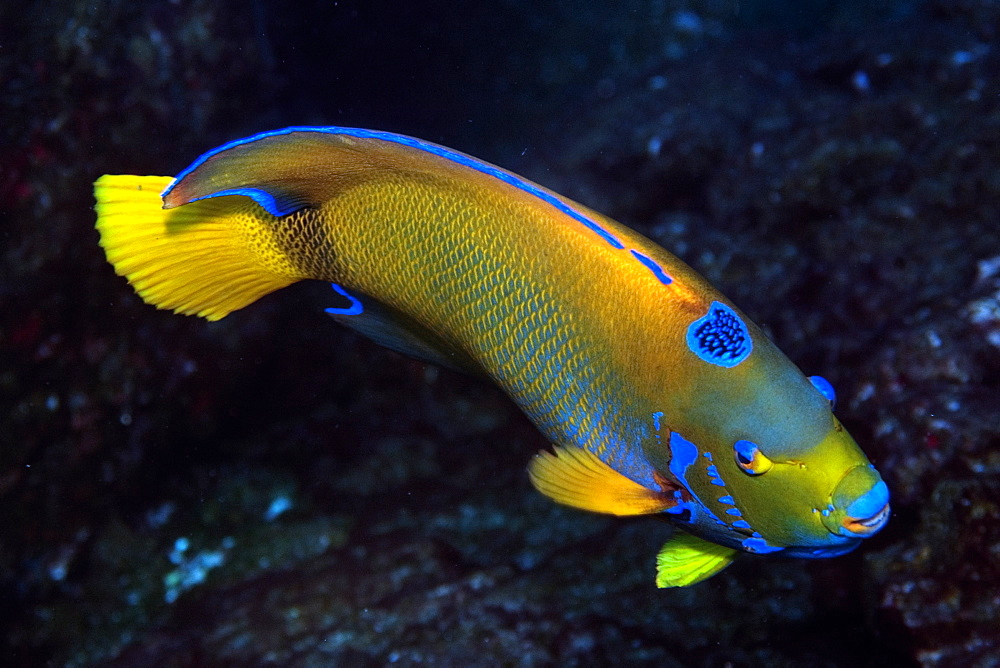 Queen angelfish (Holacanthus ciliaris), St. Peter and St. Paul's rocks, Brazil, South America