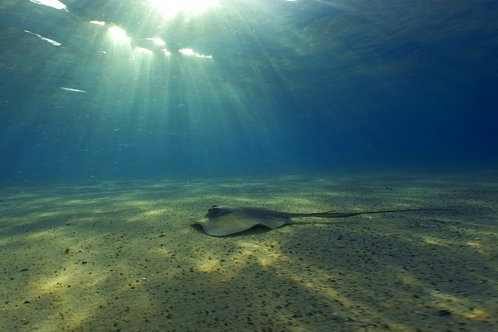 Southern Stingray (Dasyatis americana), and sun rays, Fernando de Noronha, Pernambuco, Brazil, South America