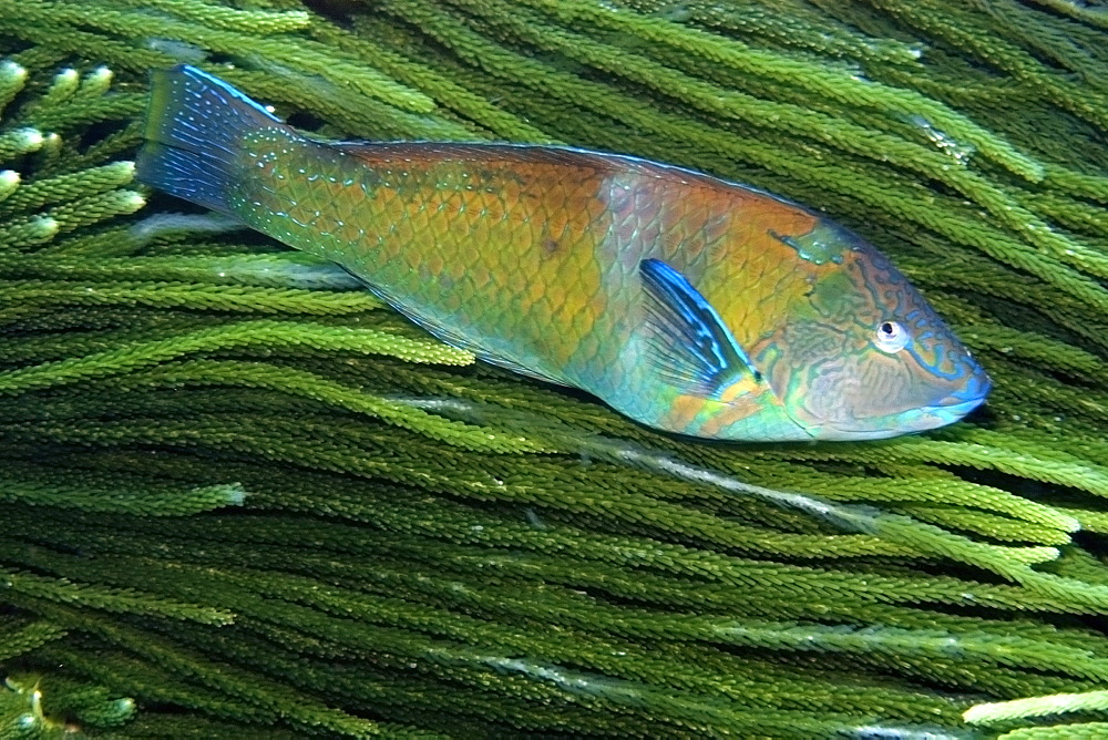 Puddingwife wrasse (Halichoeres radiatus) swimming next to algae (Caulerpa racemosa), St. Peter and St. Paul's rocks, Brazil, South America