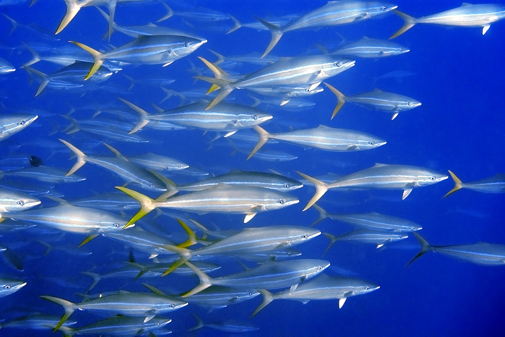 Rainbow runner (Elagatis bipinnulata), schooling, St. Peter and St. Paul's rocks, Brazil, South America