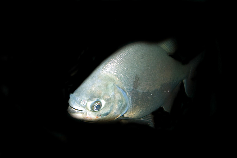 Black tambaqui (Colossoma macropomum), Manaus, Amazonas, Brazil, South America