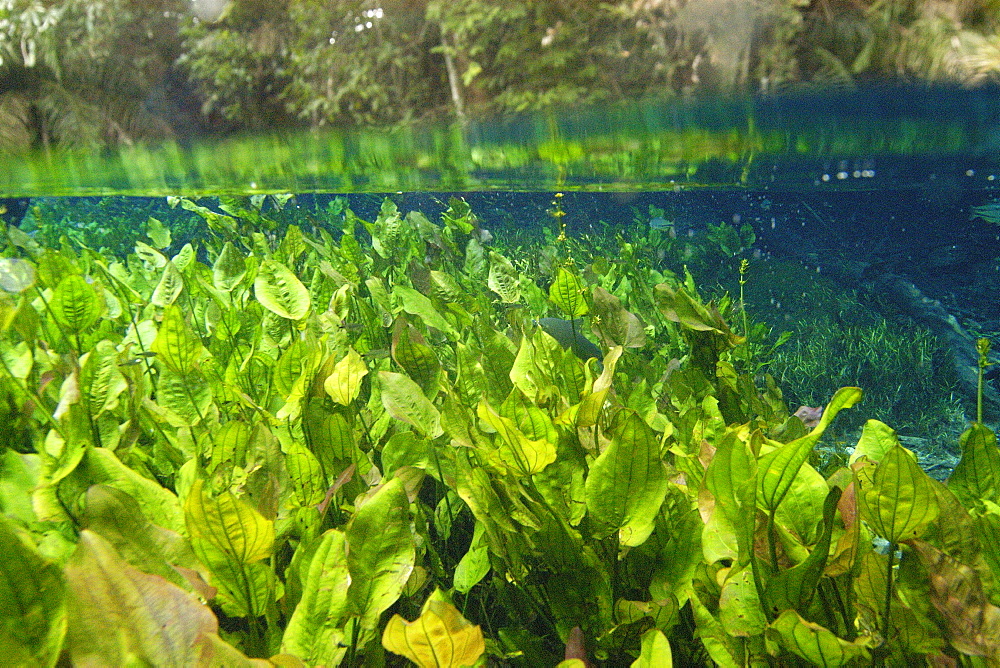 Freshwater plants and riverside trees in national freshwater spring preserve, Aquario natural, Bonito, Mato Grosso do Sul, Brazil, South America