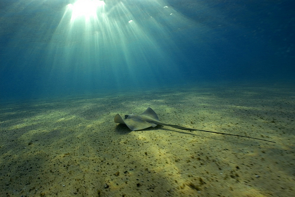 Southern Stingray (Dasyatis americana), and sun rays, Fernando de Noronha, Pernambuco, Brazil, South America