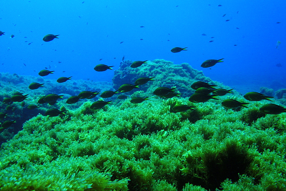 Brown chromis (Chromis multilineata) swimming over algae, Ressurreta, Fernando de Noronha national marine sanctuary, Pernambuco, Brazil, South America