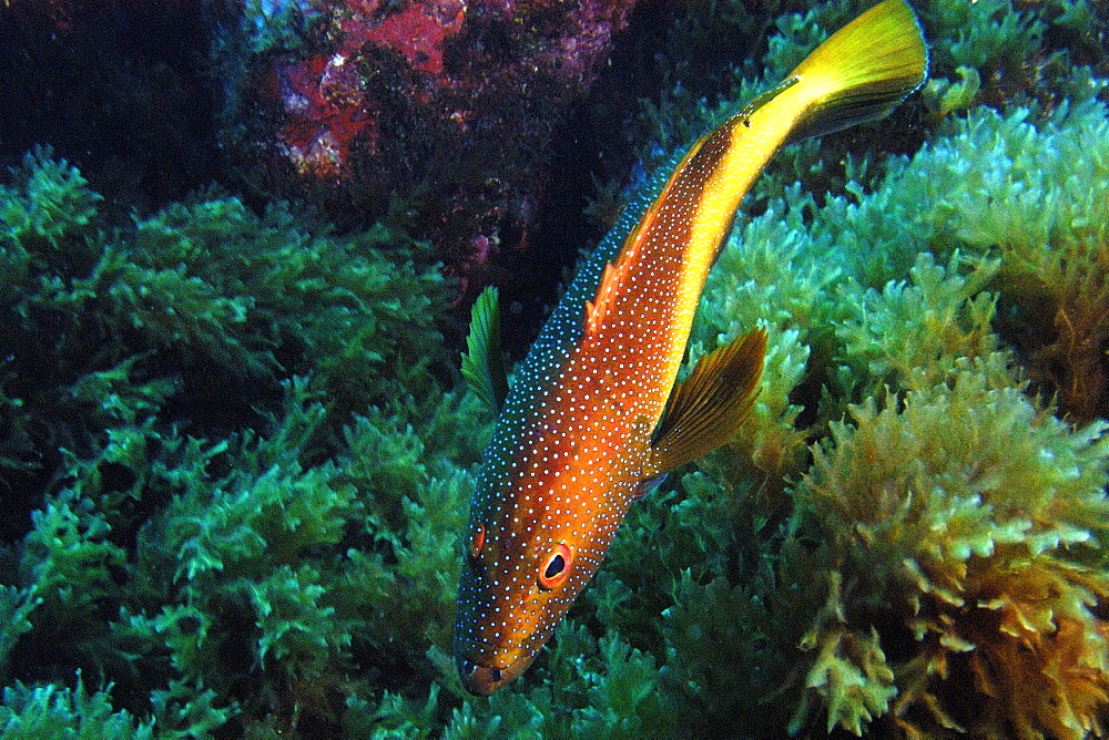 Coney grouper (Cephalopholis fulva)., Ilha do Meio, Fernando de Noronha national marine sanctuary, Pernambuco, Brazil, South America