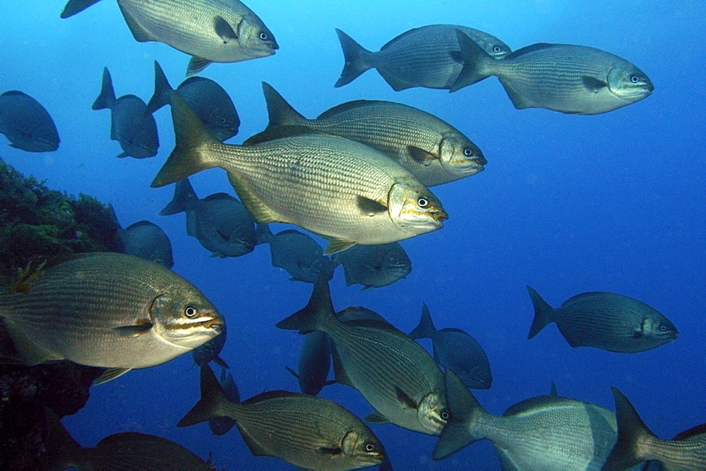 School of chubs (Kyphosus sp.), Ilha do Meio, Fernando de Noronha national marine sanctuary, Pernambuco, Brazil, South America