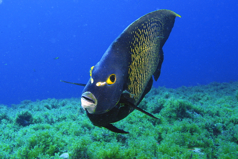 French angelfish (Pomacanthus paru), Ilha Rata, Fernando de Noronha national marine sanctuary, Pernambuco, Brazil, South America