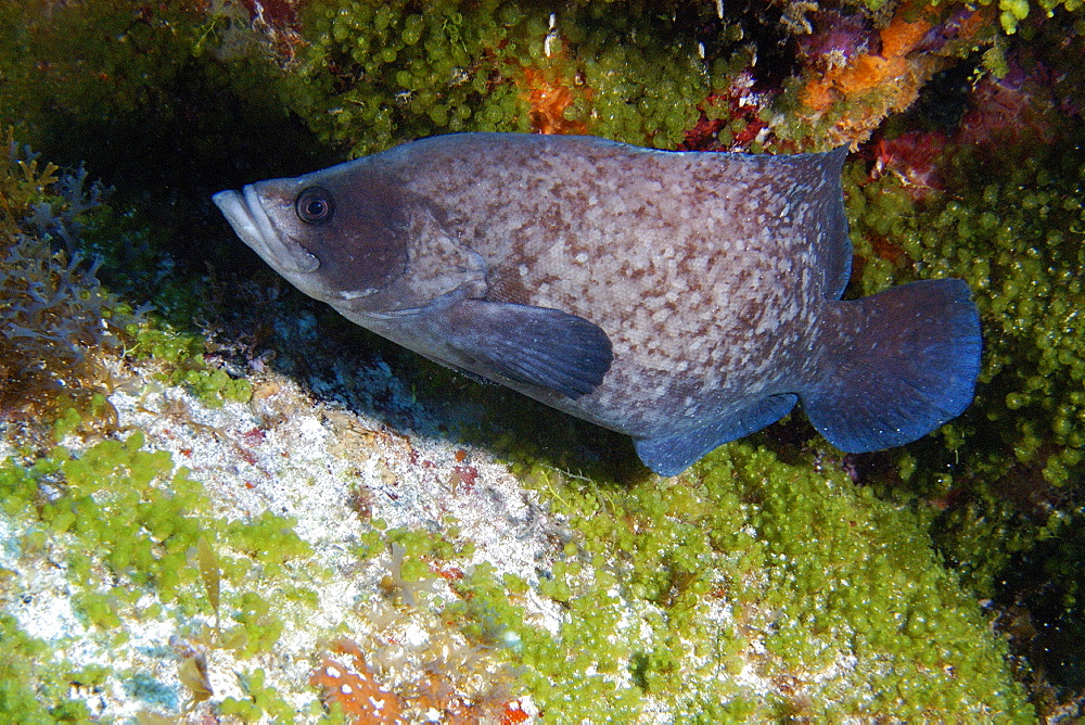 Soapfish (Rypticus sp.), Caieiras, Fernando de Noronha national marine sanctuary, Pernambuco, Brazil, South America