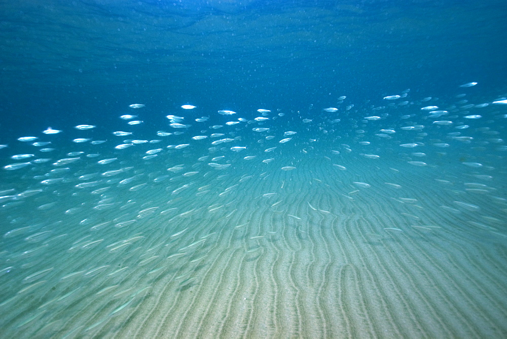 Silversides (Atherinidae) schooling over sand, Fernando de Noronha, Pernambuco, Brazil, South America