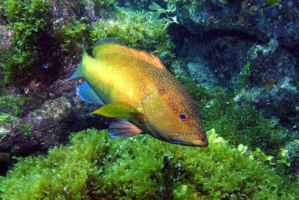 Coney grouper (Cephalopholis fulva)., Ilha do Meio, Fernando de Noronha national marine sanctuary, Pernambuco, Brazil, South America