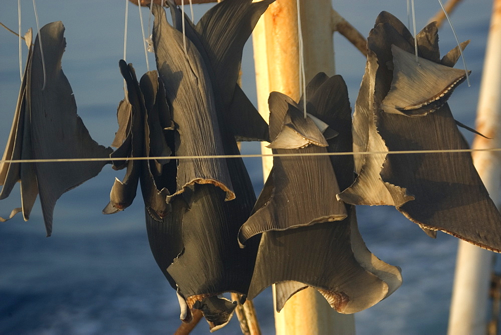 Shark fins sun-drying on commercial fishing vessel, Brazil, South America