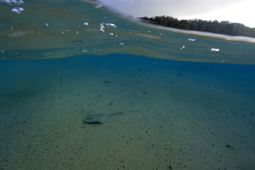 Split image of Southern Stingray (Dasyatis americana) and beach, Fernando de Noronha, UNESCO World Heritage Site, Pernambuco, Brazil, South America