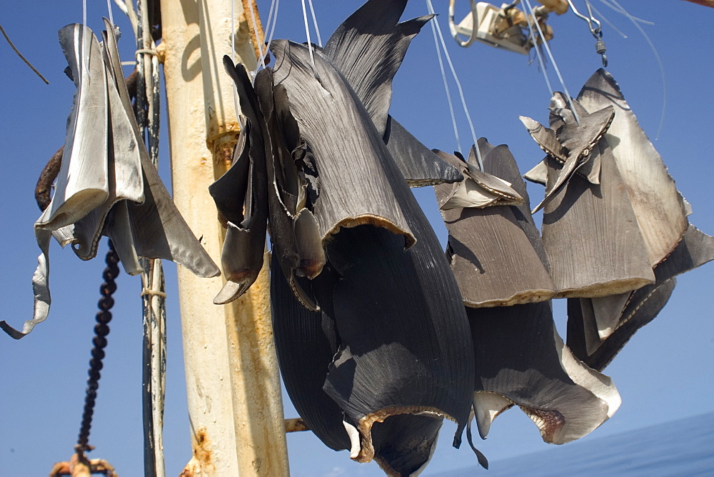 Shark fins sun-drying on commercial fishing vessel, Brazil, South America