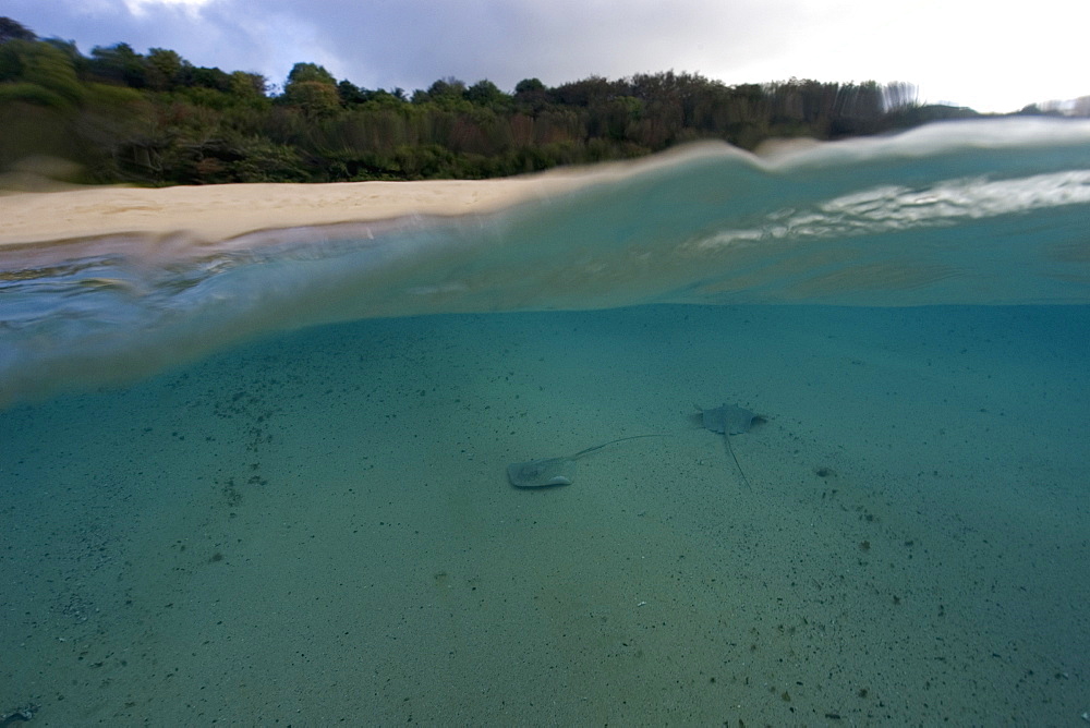 Split image of two Southern Stingrays (Dasyatis americana) and beach, Fernando de Noronha, Pernambuco, Brazil, South America