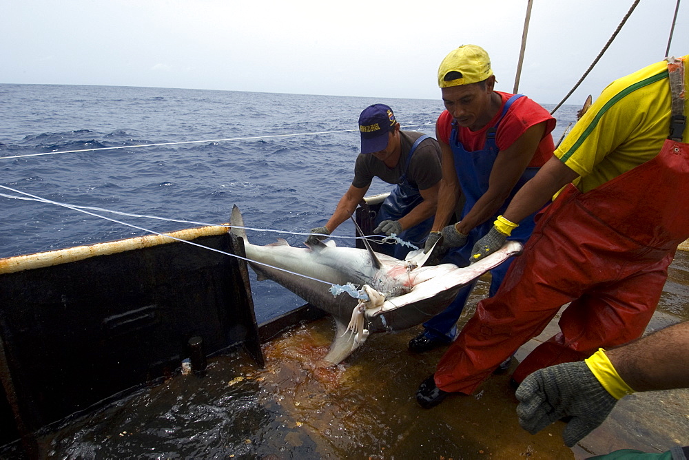 Fishermen captures great hammerhead shark (Sphyrna mokarran), offshore commercial longline shark fishing, Brazil, South America