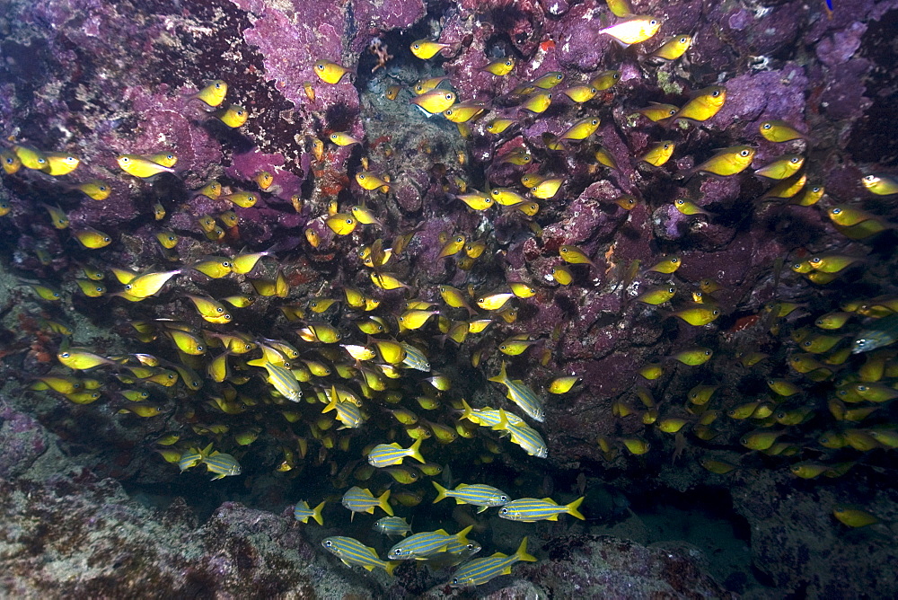 Glassy sweepers (Pempheris schomburgki), large aggregation, Fernando de Noronha, Pernambuco, Brazil, South America