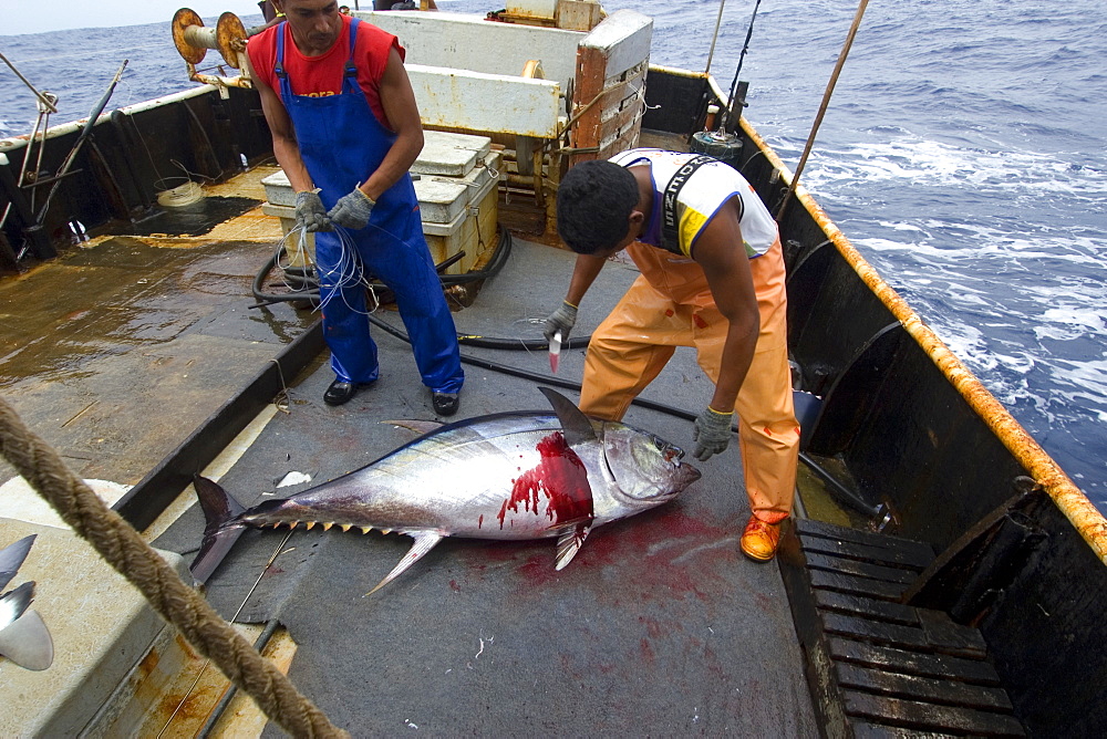 Fishermen bleedss yellowfin tuna (Thunnus albacares), offshore commercial longline tuna fishing, Brazil, South America