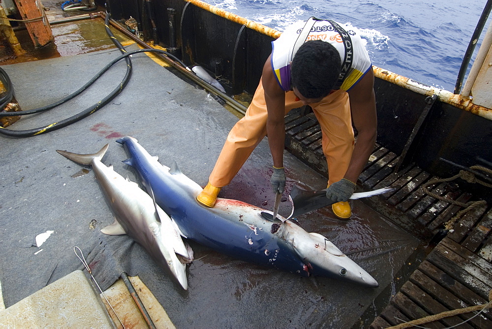 Fisherman fins silky shark (Carcharhinus falcifomes) and blue shark (Prionace glauca), offshore commercial longline shark fishing, Brazil, South America