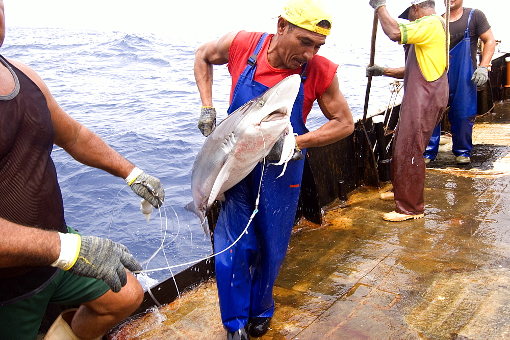 Capture of silky shark (Carcharhinus falcifomes), offshore commercial longline shark fishing, Brazil, South America