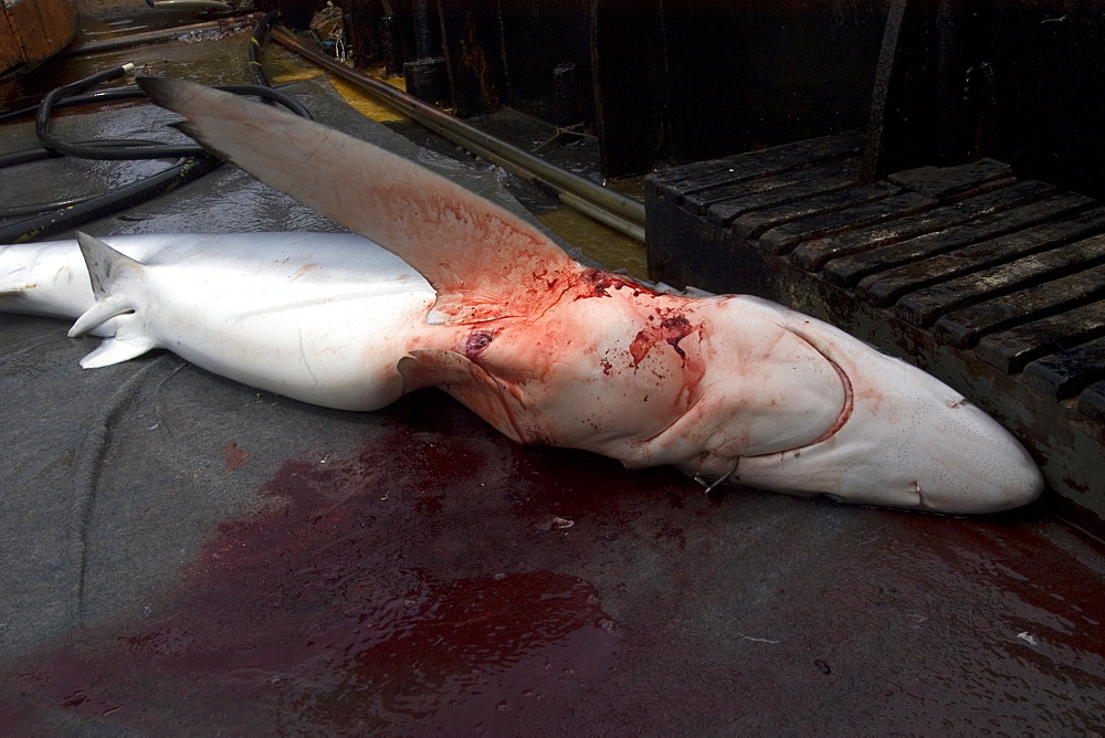 Dead blue shark (Prionace glauca), offshore commercial longline shark fishing, Brazil, South America