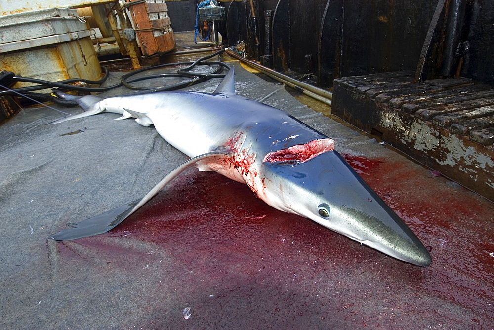 Dead blue shark (Prionace glauca), offshore commercial longline shark fishing, Brazil, South America