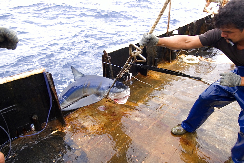 Capture of blue shark (Prionace glauca), offshore commercial longline shark fishing, Brazil, South America