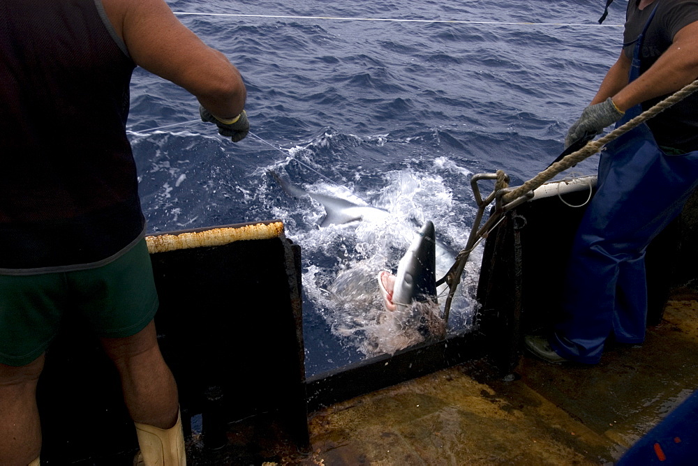 Capture of blue shark (Prionace glauca), offshore commercial longline shark fishing, Brazil, South America