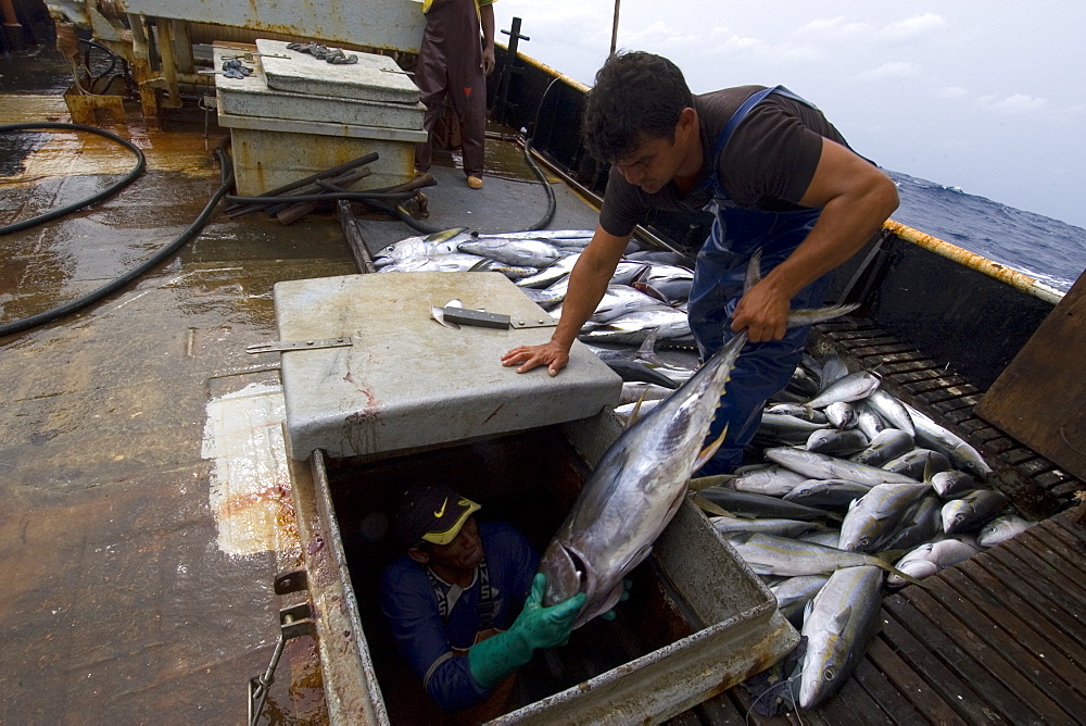 Fishermen lower yellowfin tuna (Thunnus albacares) into freezer, offshore commercial longline tuna fishing, Brazil, South America