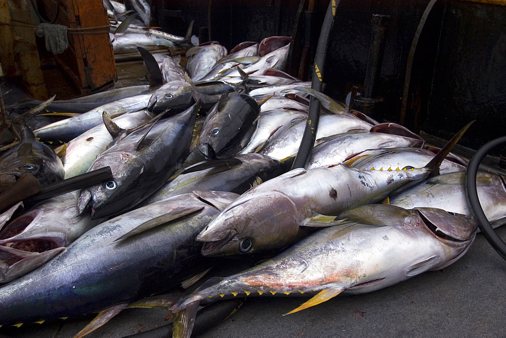 Rainbow runners, offshore commercial longline tuna fishing, Brazil, South America