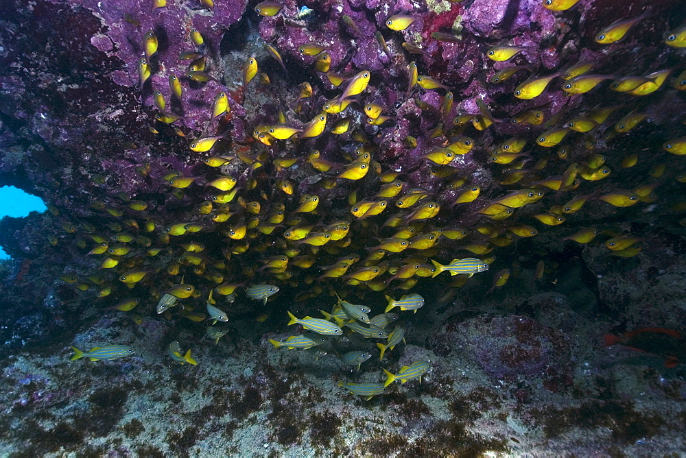 Glassy sweepers (Pempheris schomburgki), large aggregation, Fernando de Noronha, Pernambuco, Brazil, South America