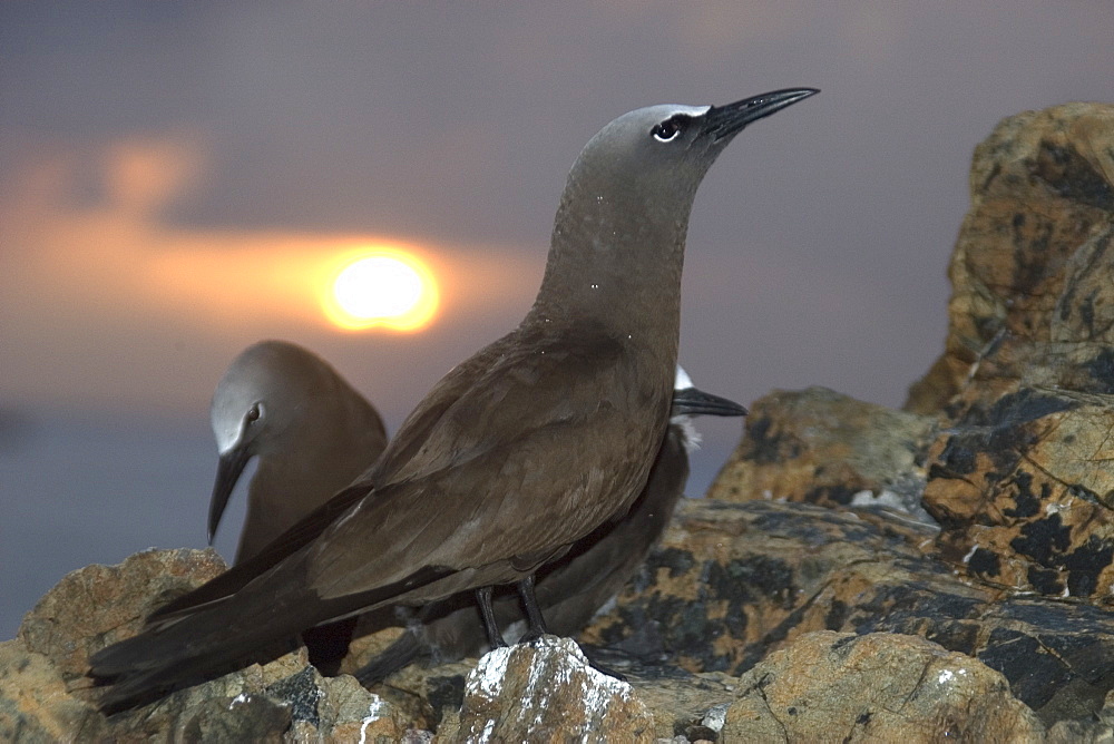 Brown noddies (Anous stolidus) at dusk, St. Peter and St. Paul's rocks, Brazil, South America