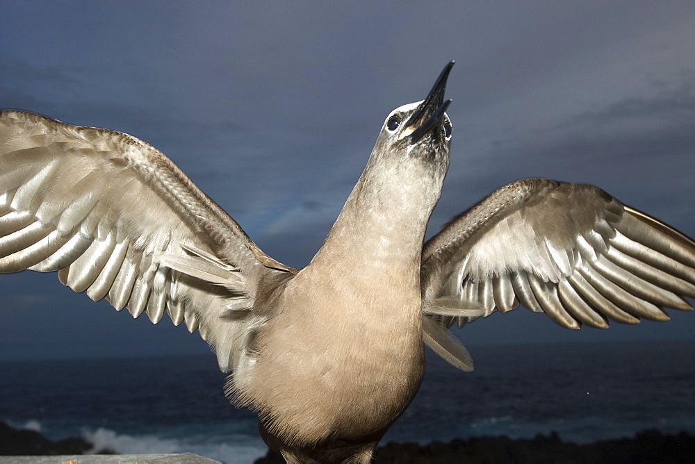 Brown noddy (Anous stolidus) at dusk, St. Peter and St. Paul's rocks, Brazil, South America