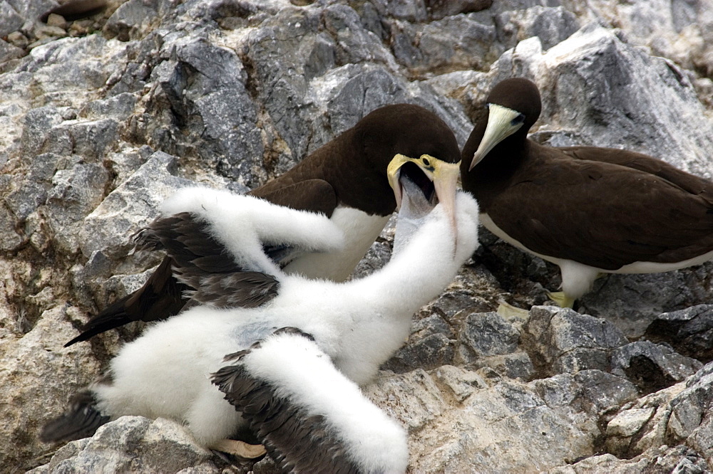 Brown boobies (Sula leucogaster) mother feeding chick by regurgitation, St. Peter and St. Paul's rocks, Brazil, South America