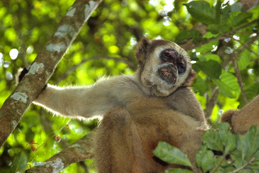 Northern muriqui (Brachyteles hypoxanthus), the largest monkey of the Americas and critically endangered, Feliciano Abdalla Private Reserve, Caratinga, Minas Gerais, Brazil, South America