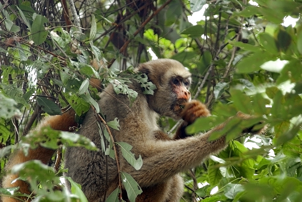 Northern muriqui (Brachyteles hypoxanthus), the largest monkey of the Americas and critically endangered, Feliciano Abdalla Private Reserve, Caratinga, Minas Gerais, Brazil, South America