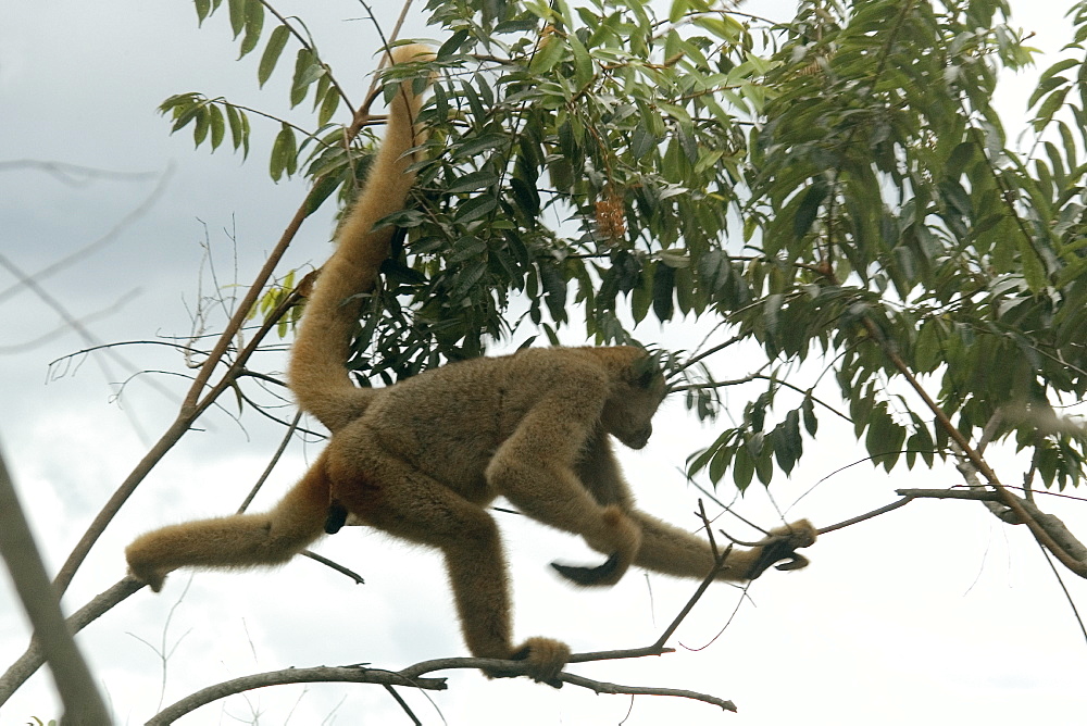 Northern muriqui (Brachyteles hypoxanthus), the largest monkey of the Americas and critically endangered, Feliciano Abdalla Private Reserve, Caratinga, Minas Gerais, Brazil, South America