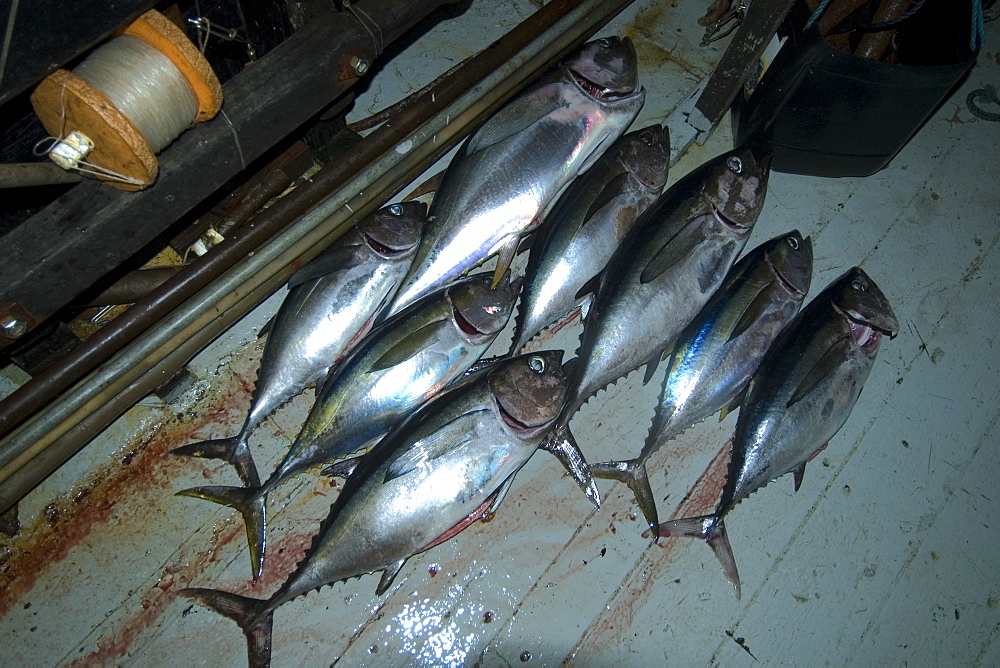 Bigeye tuna (Thunnus obesus), commercial fisheries, St. Peter and St. Paul's rocks, Brazil, South America