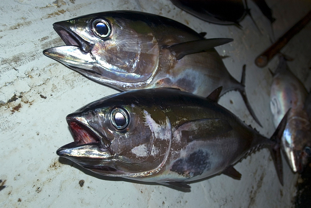 Bigeye tuna (Thunnus obesus), commercial fisheries, St. Peter and St. Paul's rocks, Brazil, South America