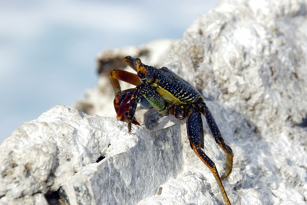 Red rock crab (Grapsus grapsus) and shadow, St. Peter and St. Paul's rocks, Brazil, South America