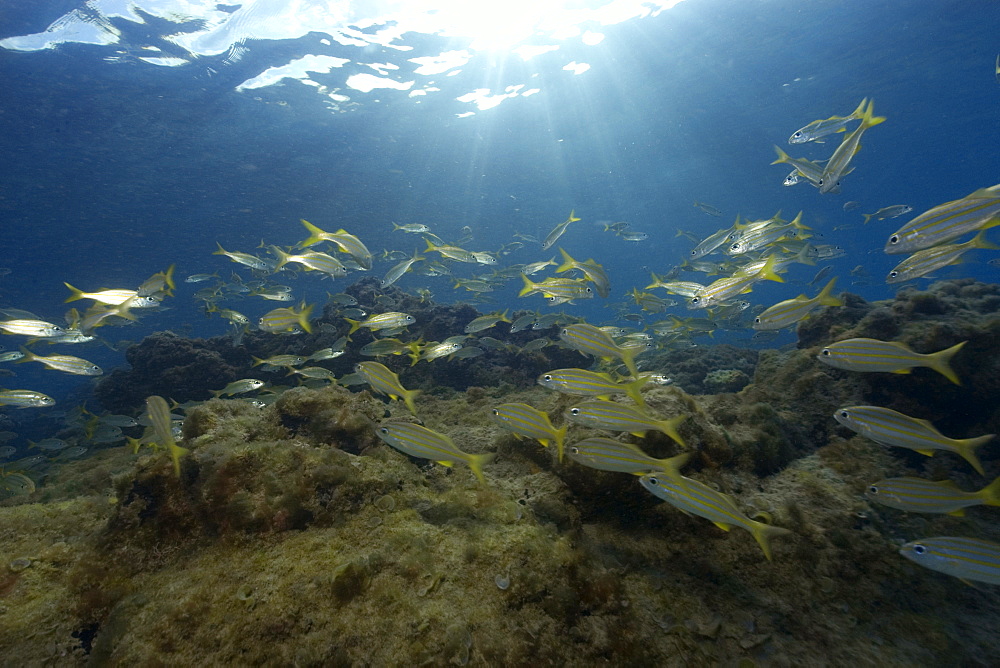 Smallmouth grunts (Haemulon chrysargyreum) schooling, Fernando de Noronha, Brazil, South America