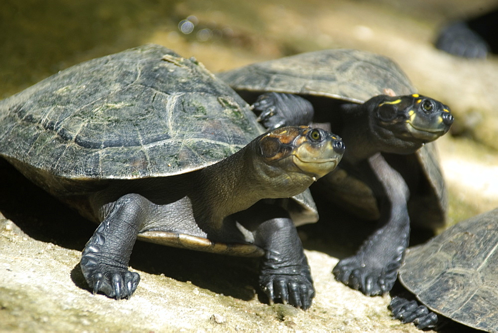 Yellow-spotted amazon river turtle (Podocnemis unifilis), Manaus, Amazonas, Brazil, South America