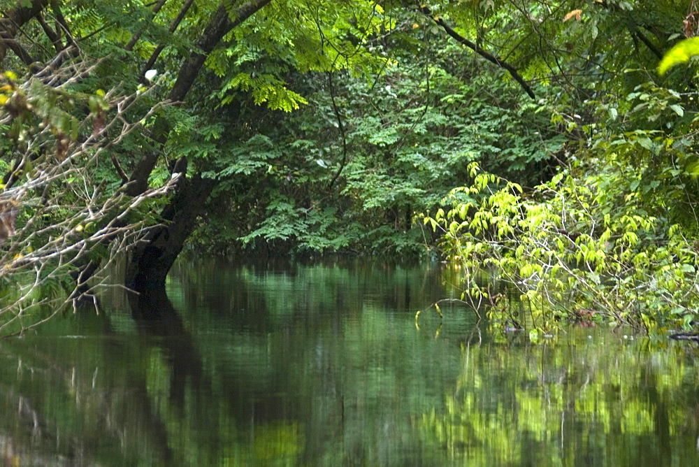 Flooded tropical rain forest, Mamiraua sustainable development reserve, Amazonas, Brazil, South America