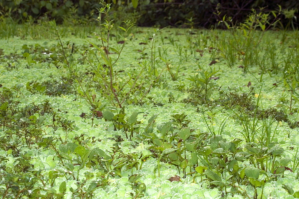 Common water hyacinth (Eichhornia sp.), Mamiraua sustainable development reserve, Amazonas, Brazil, South America