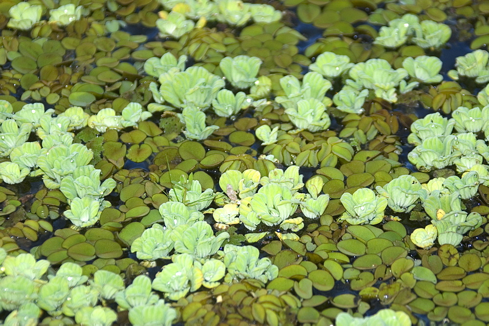 Common water hyacinth (Eichhornia sp.), Mamiraua sustainable development reserve, Amazonas, Brazil, South America