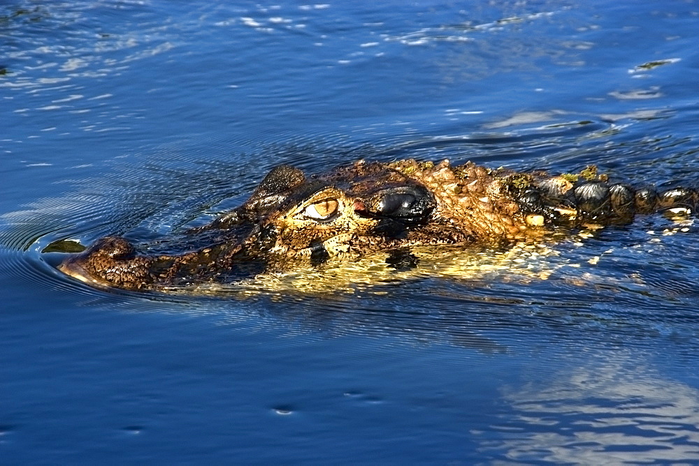 Black caiman (Melanosuchus niger), lurks in the water,  Mamiraua sustainable development reserve, Amazonas, Brazil, South America