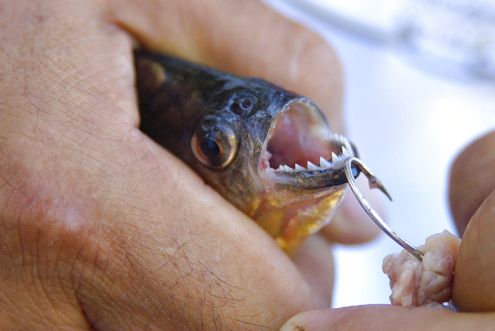 Piranha (Pygocentrus nattereri), a carnivorous fish, caught on a line, southern Pantanal, Mato Grosso do Sul, Brazil, South America