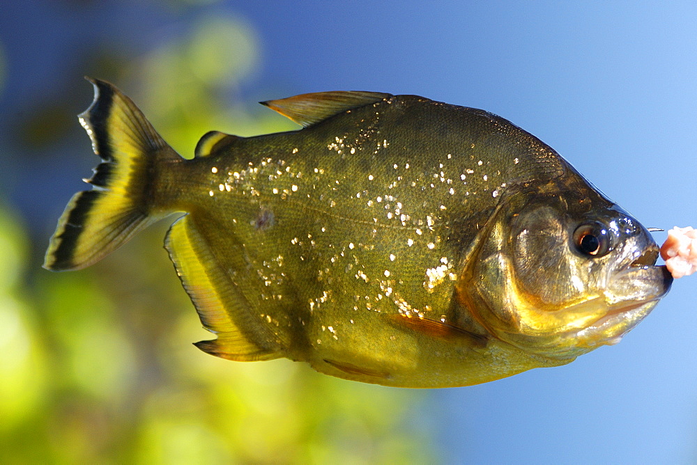 Piranha (Pygocentrus nattereri), a carnivorous fish, caught on a line, southern Pantanal, Mato Grosso do Sul, Brazil, South America