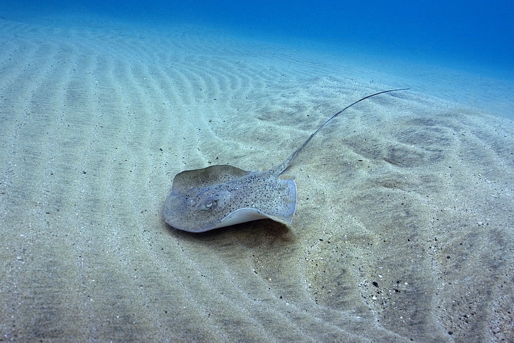 Southern Stingray (Dasyatis americana), Fernando de Noronha, Pernambuco, Brazil, South America