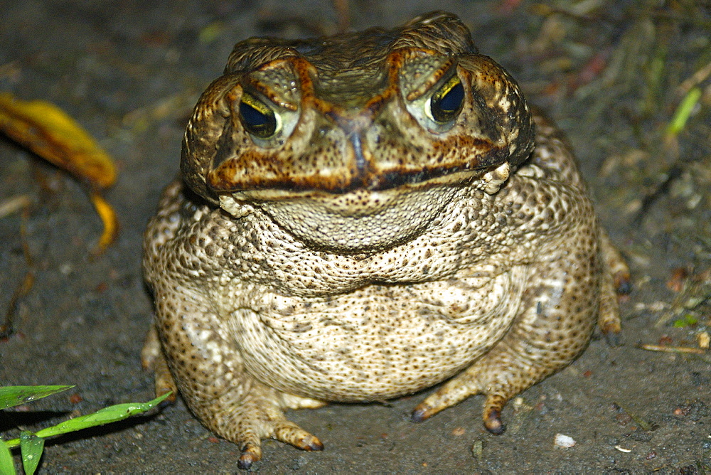 Cururu toad (Bufo paracnemis) at night, southern Pantanal, Mato Grosso do Sul, Brazil, South America